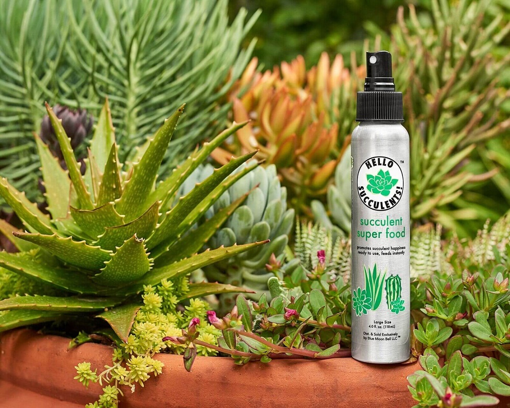 Hello Succulents worm casting spray fertilizer