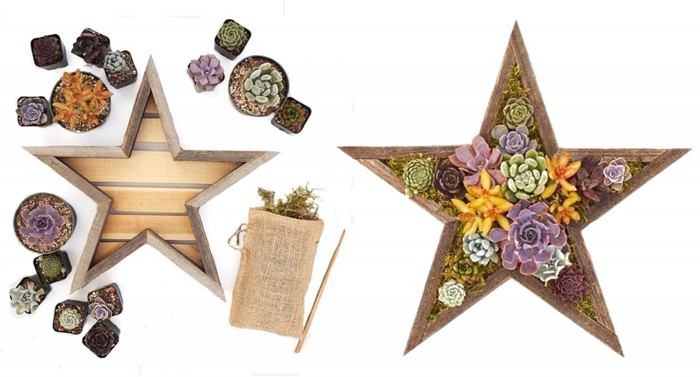 star planter and succulents by Succulent Gardens
