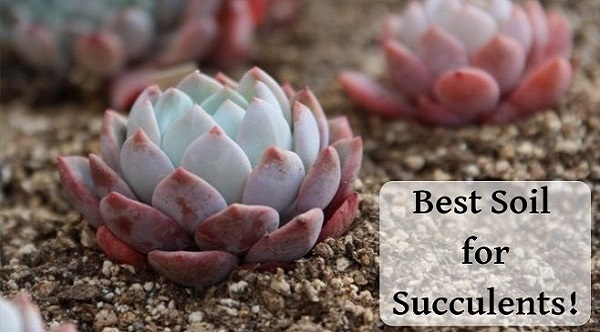 earn about the best soil for succulents