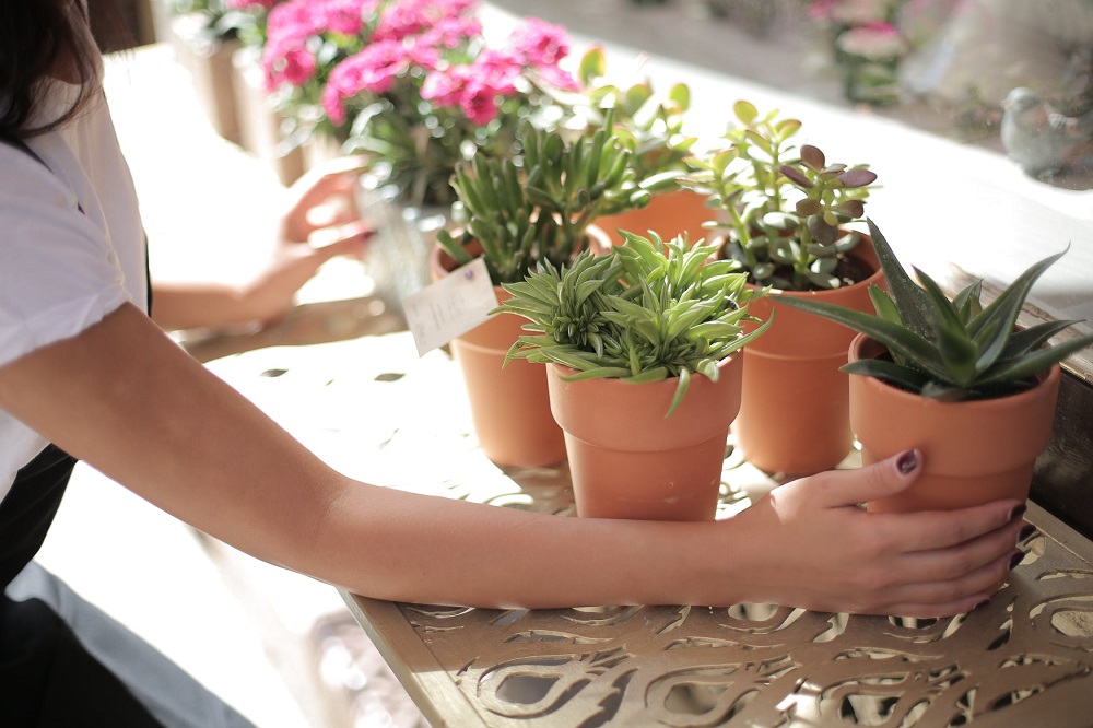 bringing tender succulents indoors for the winter