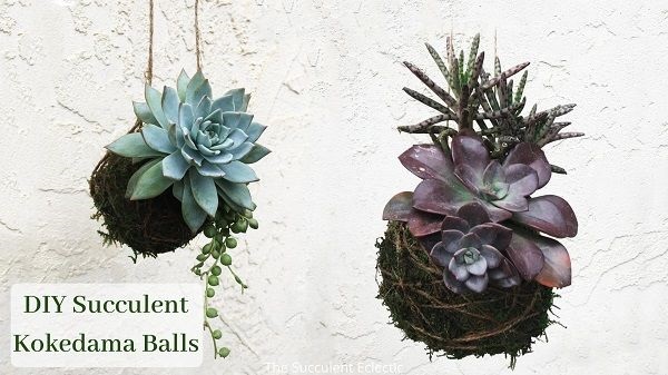 DIY Succulent kokedama balls