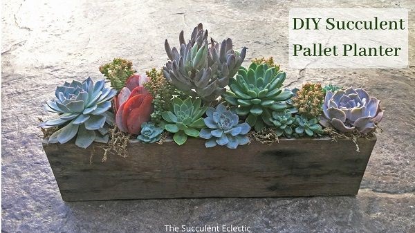 DIY succulent pallet planter