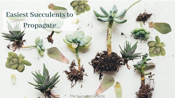 easiest succulents to propagate