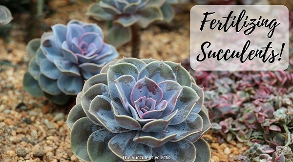 learn about fertilizing succulents