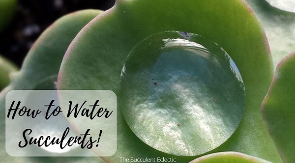 learn how to water succulents
