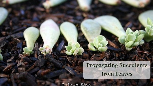 propagating succulents from leaves