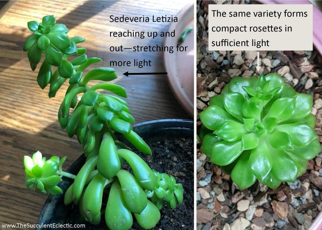 sedeveria letizia shown stretching for light and grown in good light