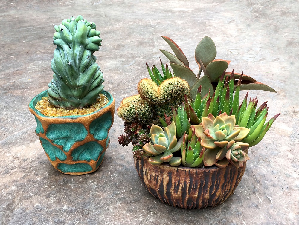 succulent and cactus arrangement in Susan Aach ceramic pots