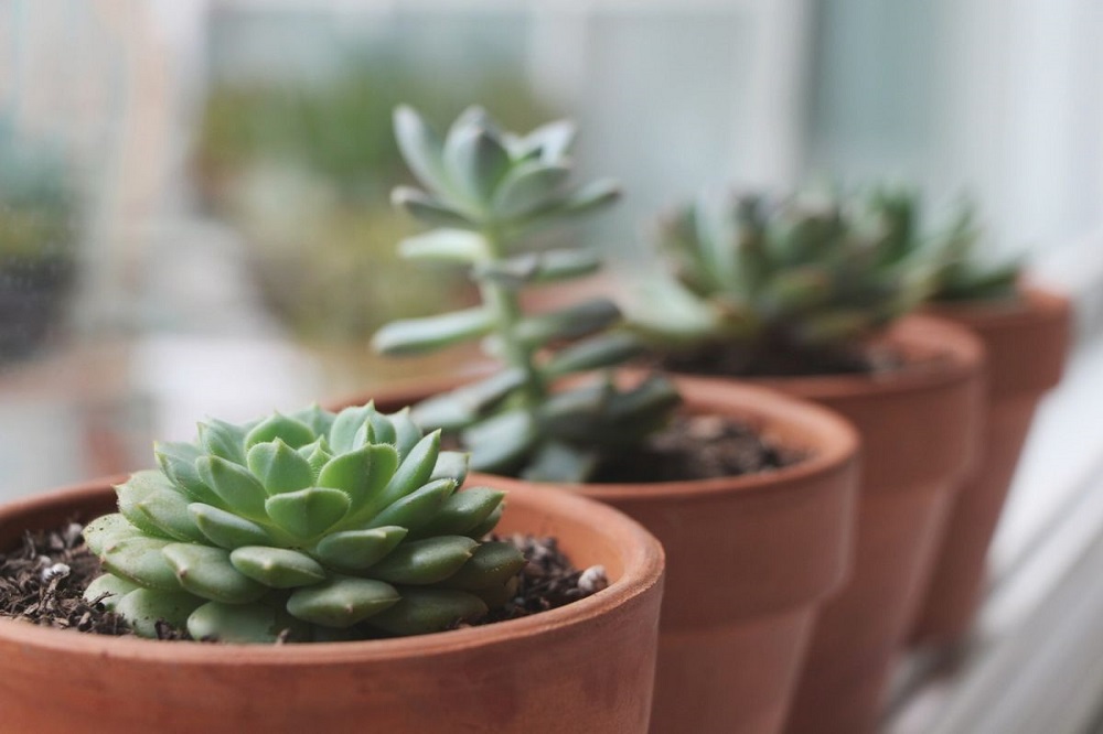 succulents stretching in need of more light