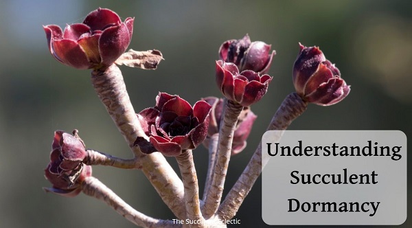 understanding succulent dormancy