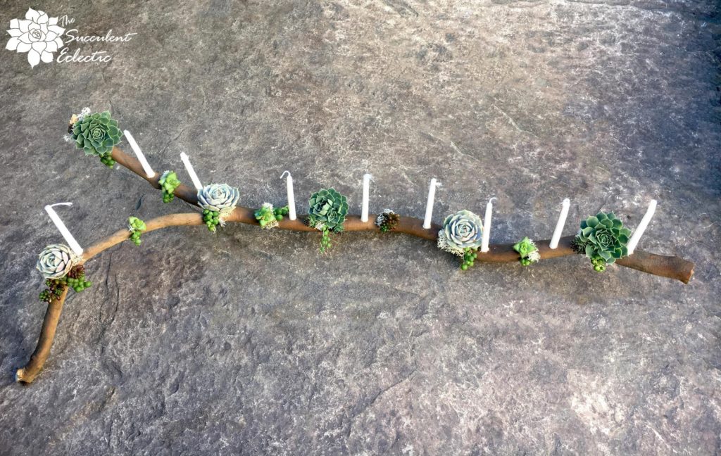 tree branch with succulents and candles to form a natural menorah