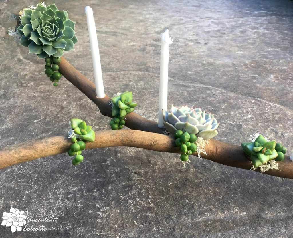 completed DIY menorah succulent branch closeup