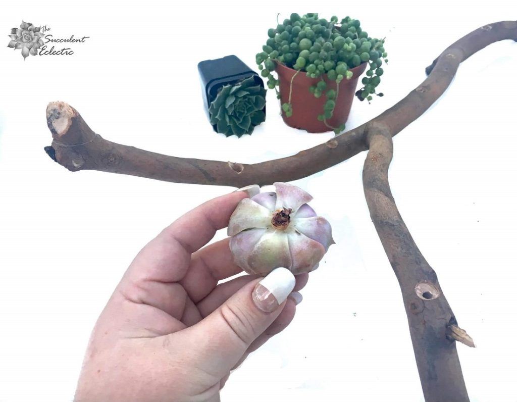 prepare succulents for DIY Menorah