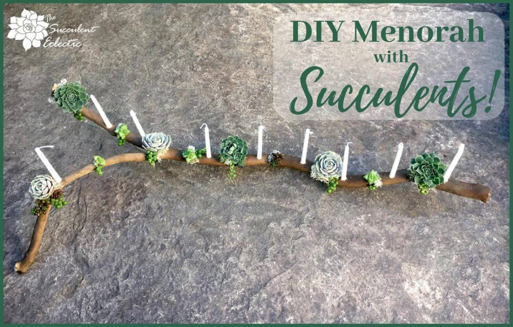 DIY Menorah Succulent Branch