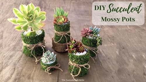 DIY succulent mossy pots