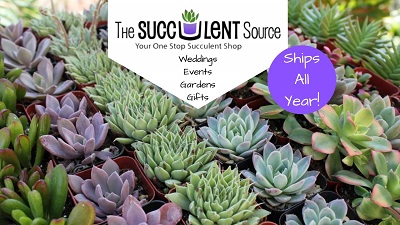 Shop The Succulent Source