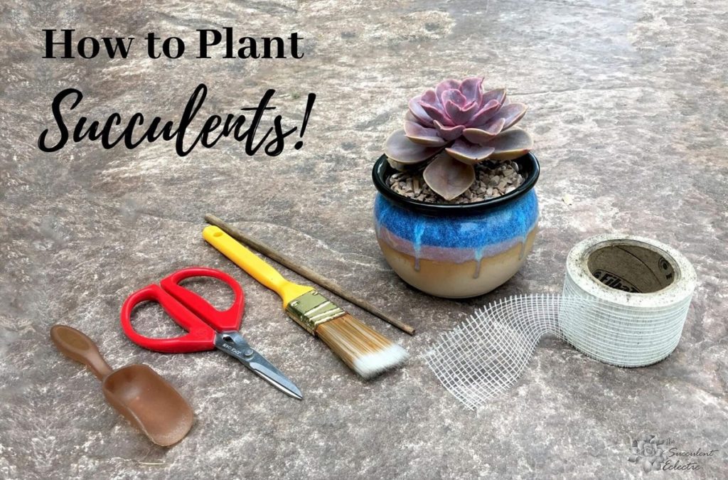 How to Plant succulents - step by step guide
