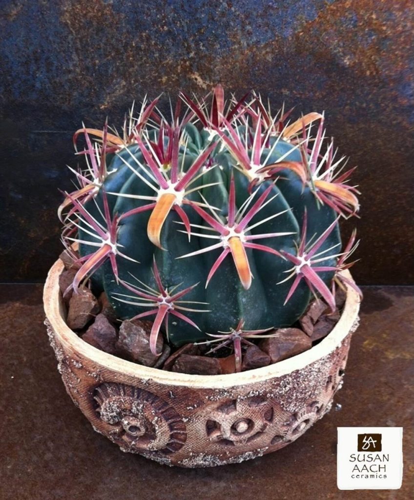 chunky succulent top dressing - Susan Aach handmade ceramic pot with ferocactus latispinus