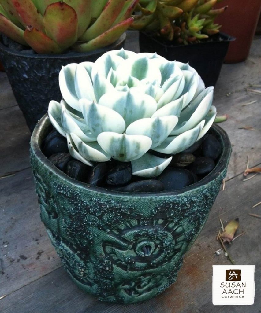 chunky succulent top dressing - Susan Aach handmade ceramic pot with variegated echeveria Compton Carousel
