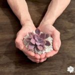 hands holding a handful of pumice with a graptopetalum cutting in it