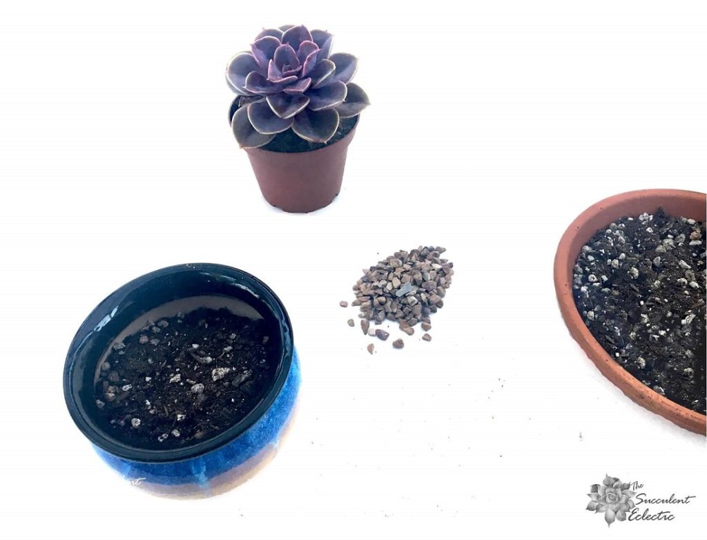 always use fast-draining soil for planting succulents