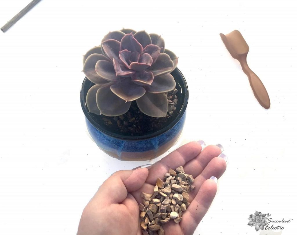 add top dressing to a potted succulent