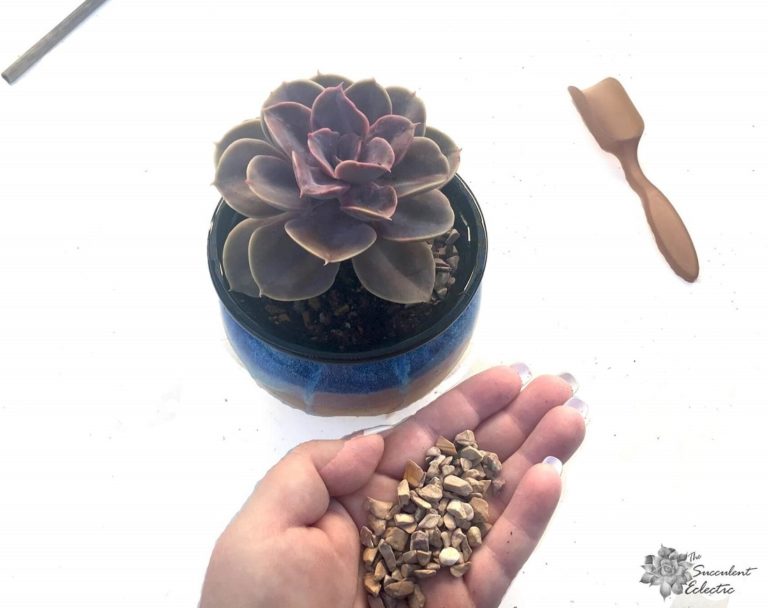 How to Plant Succulents so They'll Thrive! The Succulent Eclectic