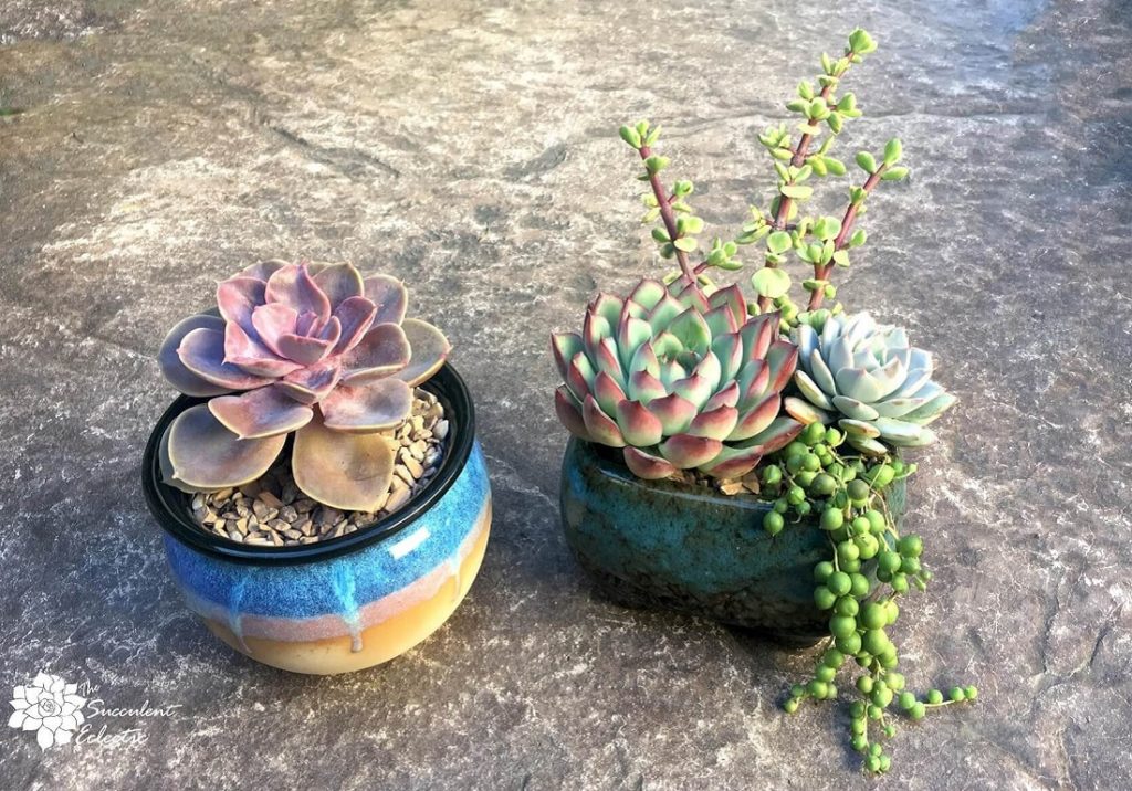 how to plant succulents completed with top dressing