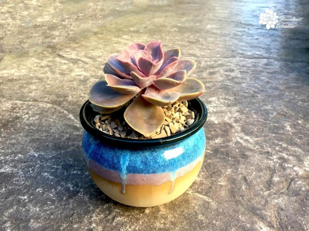 how to plant succulents - completed