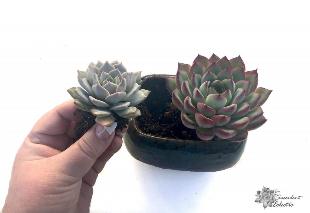 how to plant succulents several to a container