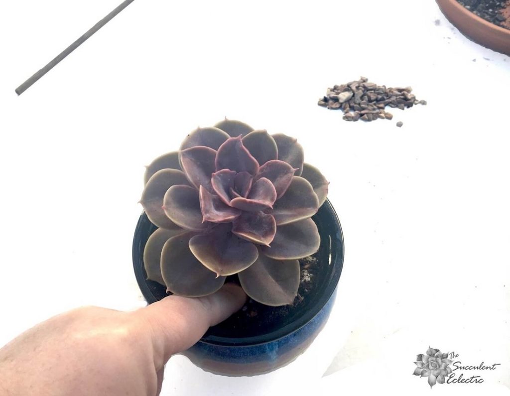 plant succulent and tamp down the soil