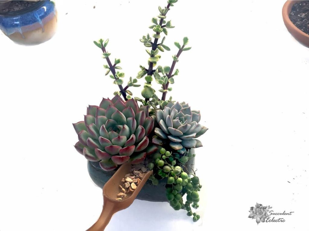 how to plant succulents - use scoop to add top dressing