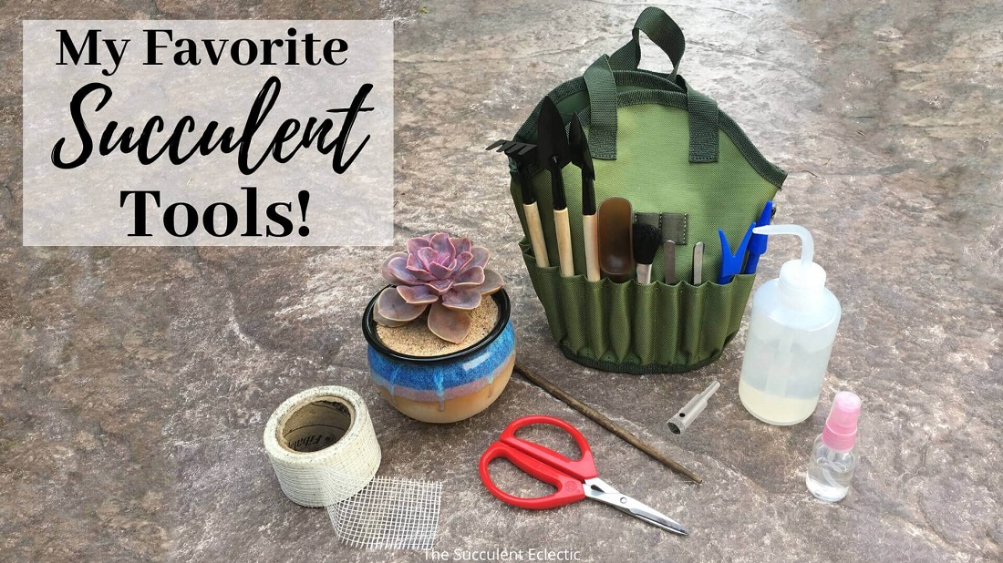 You are currently viewing My Favorite Succulent Tools!