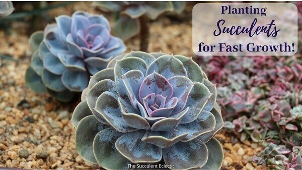 planting succulents for fast growth