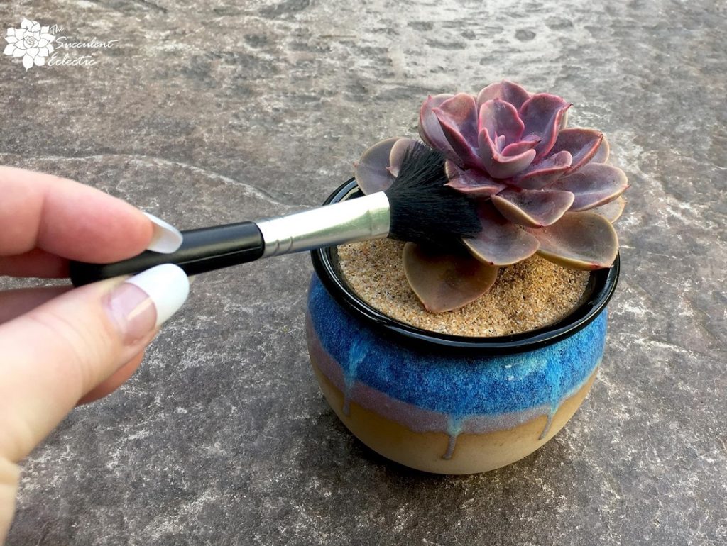 soft bristle brush for cleaning succulents