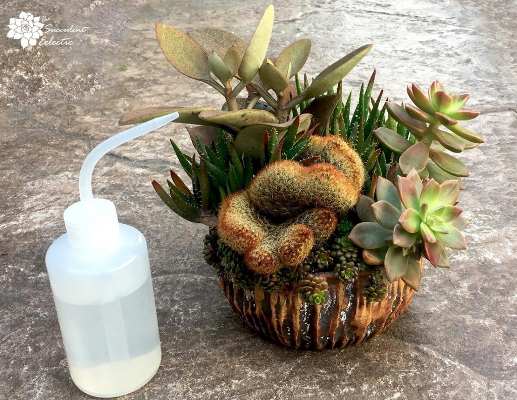 succulent tools squeeze water bottle with succulent arrangement TSE
