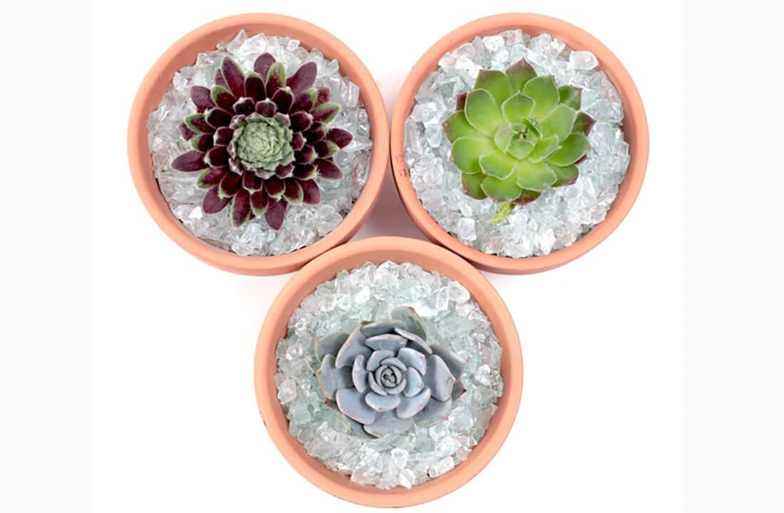 Succulent Top Dressing What Is It & Why Use It? The Succulent Eclectic