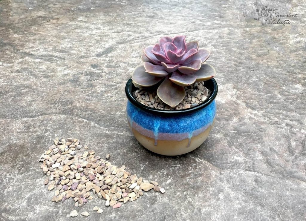 succulent top dressing - echeveria perle von nurnberg shown with tan rock