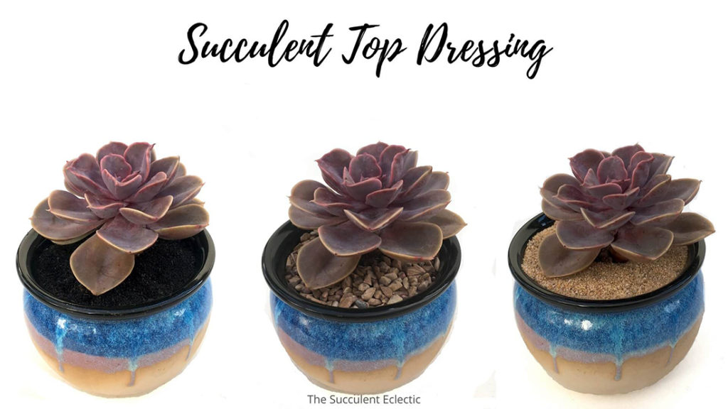 succulent top dressing - echeveria perle von nurnberg shown with tan rock, caramel sand and black sand