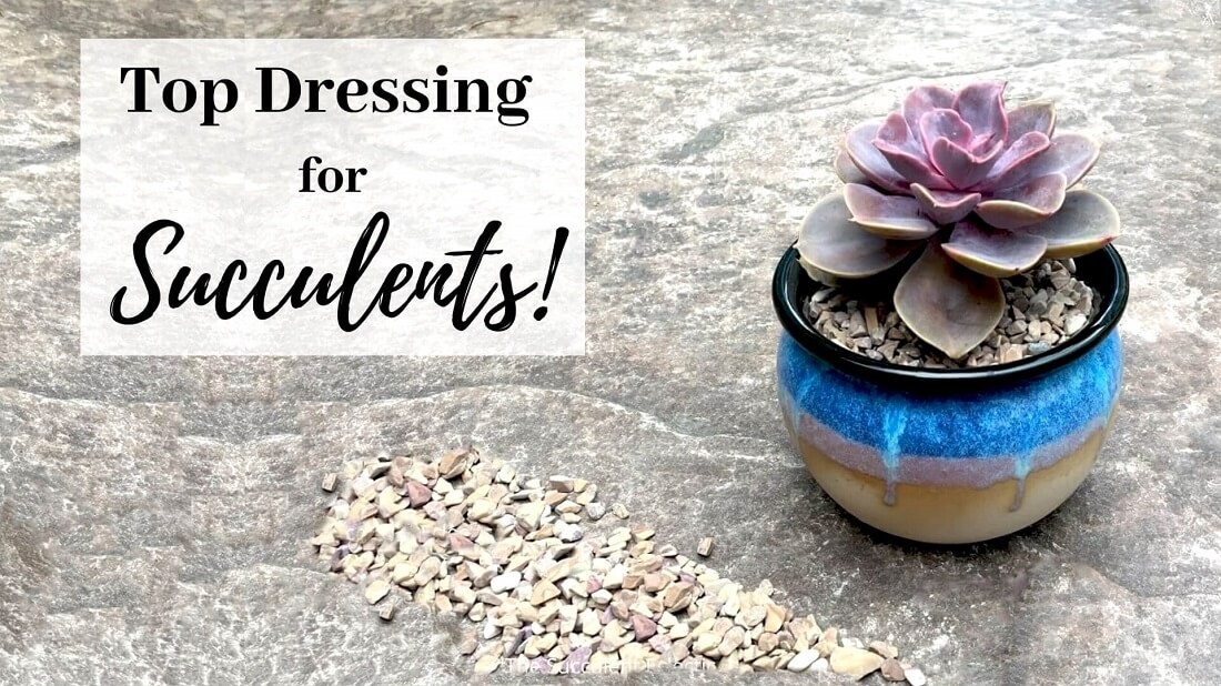 Read more about the article Top Dressing for Succulents ~ Why Use It?