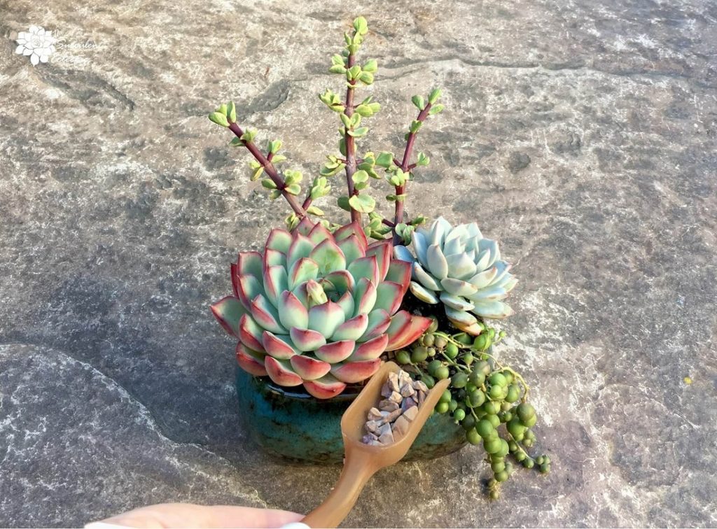 using scoop to apply top dressing for succulents TSE