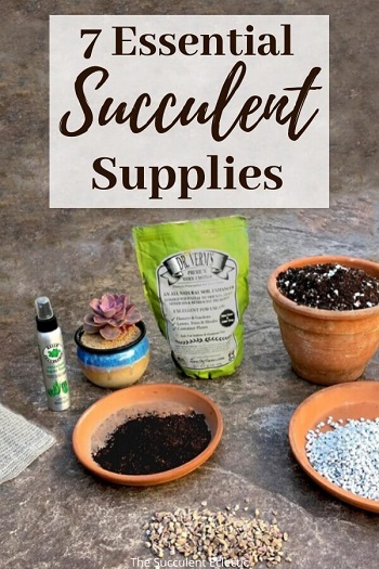 7 essential succulent supplies v