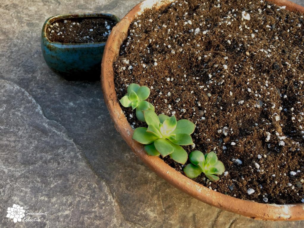 aeonium kiwi cuttings planted in soil