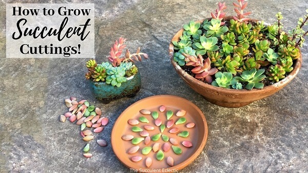how to grow succulent cuttings