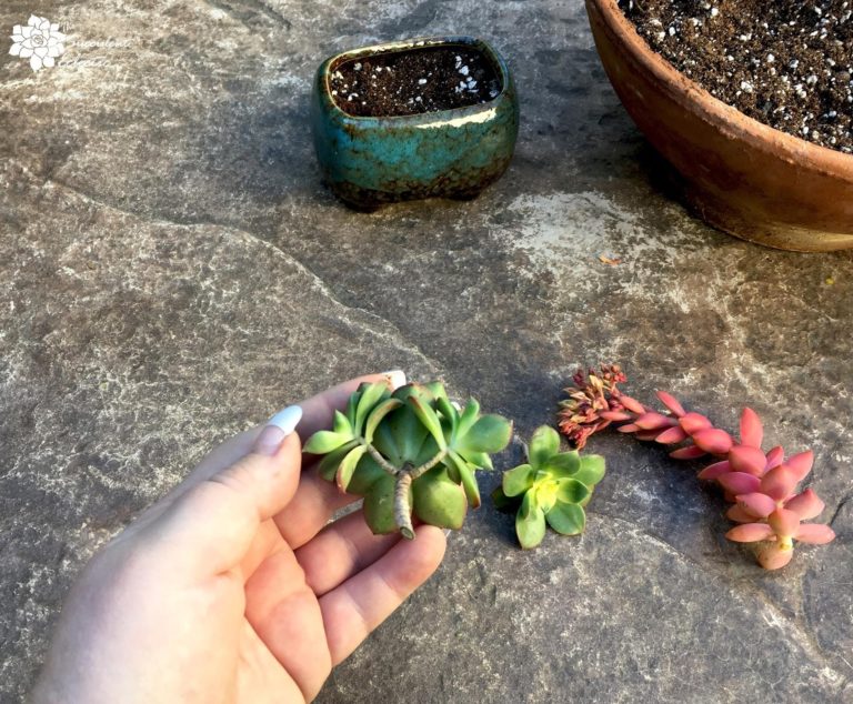 How to Grow Succulent Cuttings! The Succulent Eclectic