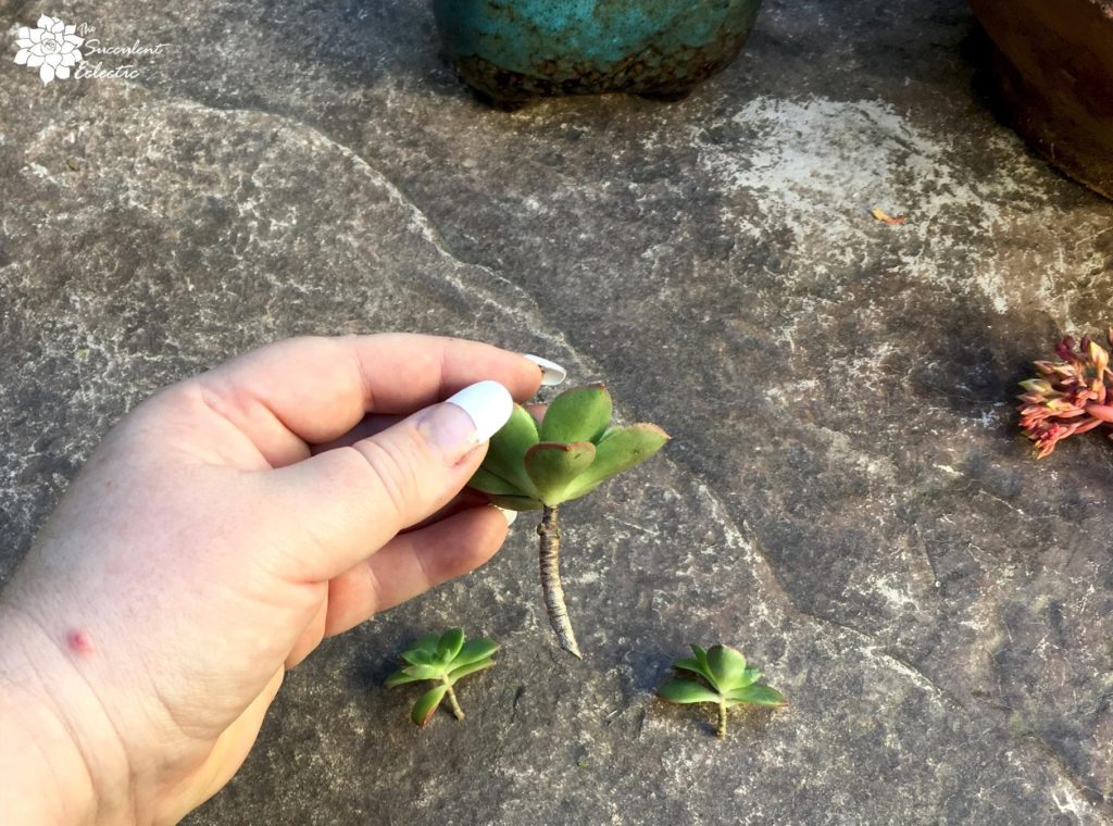 branched aeonium kiwi cut