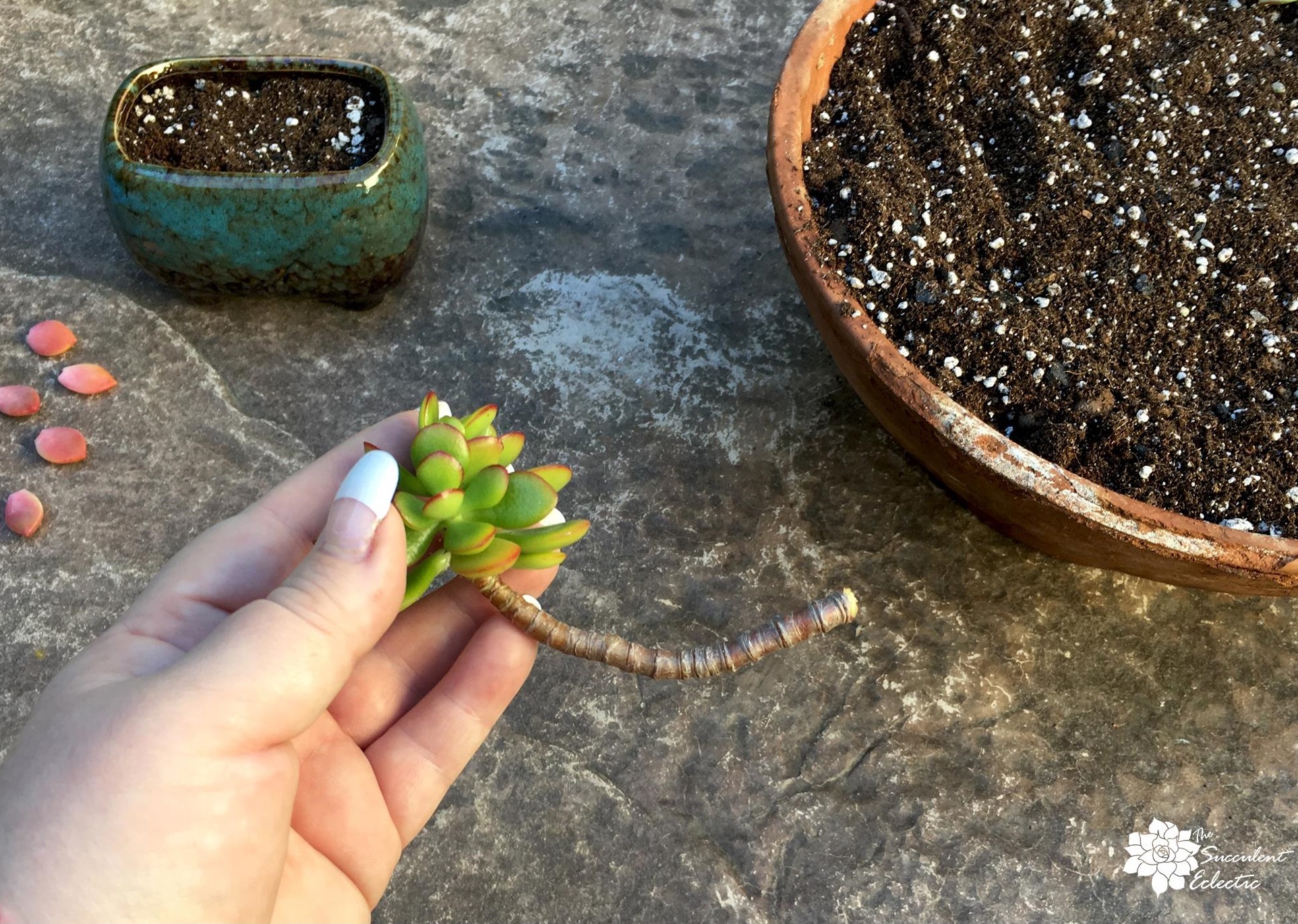 How To Grow Succulent Cuttings The Succulent Eclectic 