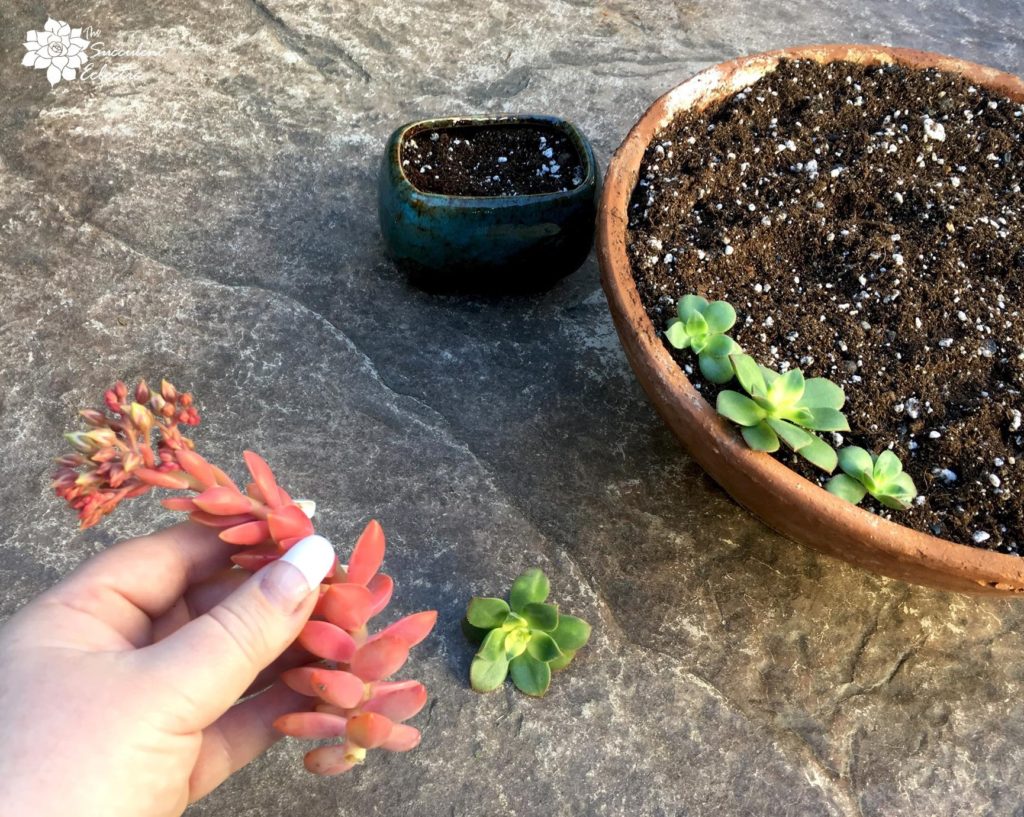 graptosedum California Sunset cutting preparation for growing succulent cuttings