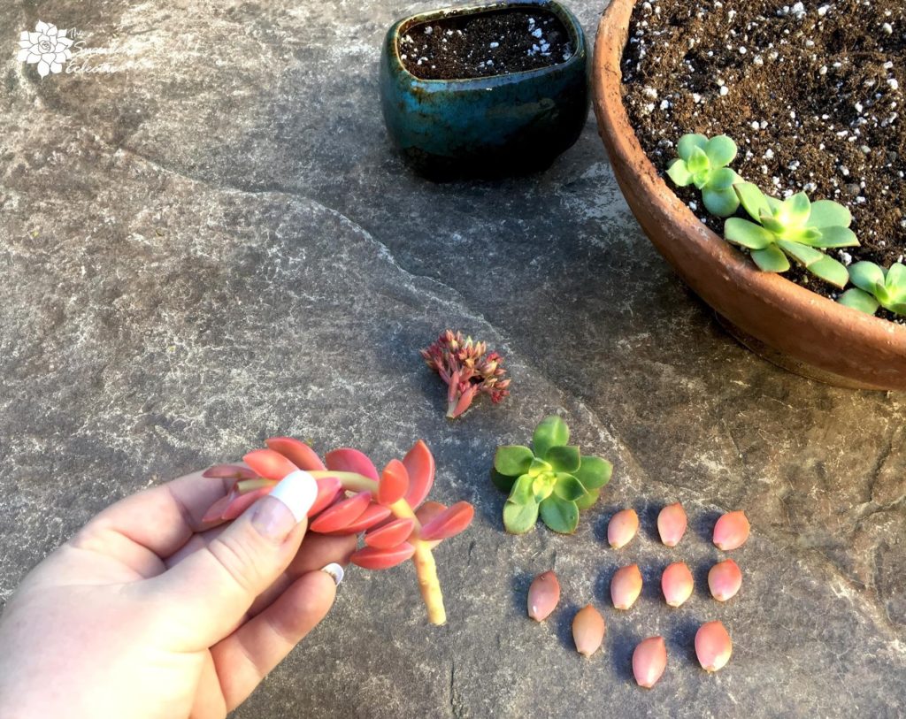 graptosedum California Sunset with blooms and extra leaves removed