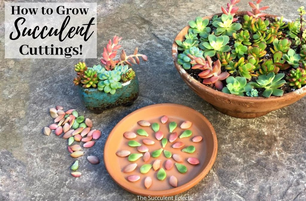 How to grow succulent cuttings